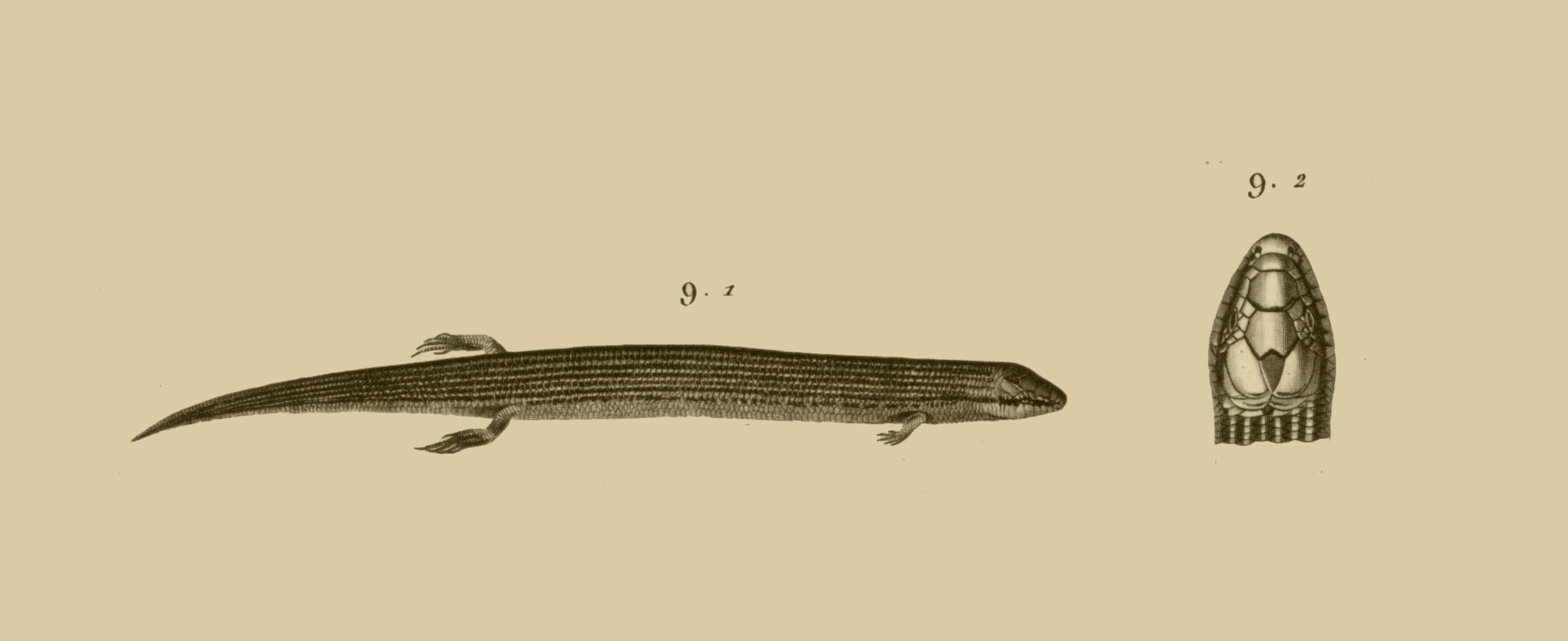 Sivun Chalcides sepsoides (Audouin 1829) kuva