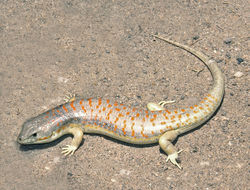 Image of Günther's Writhing Skink