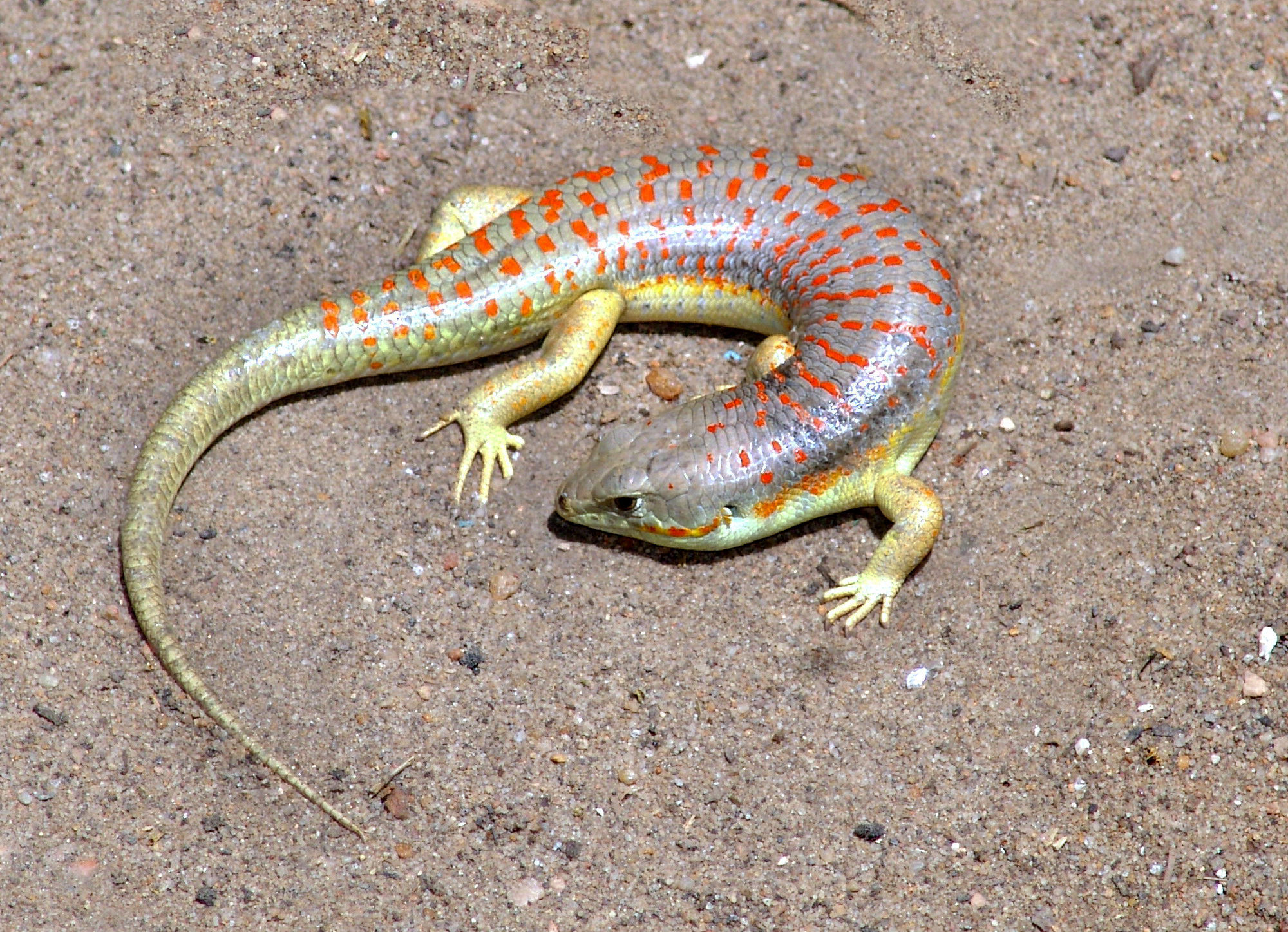 Image of Günther's Writhing Skink