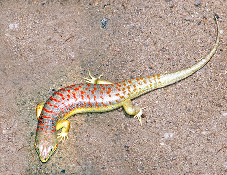 Image of Berber Skink