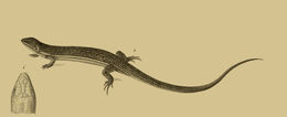 Image of Berber Skink