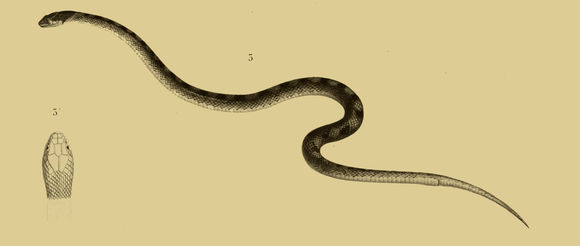 Image of false smooth snake