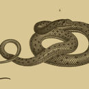 Image of Moila Snake