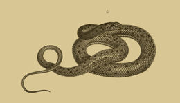 Image of Moila Snake