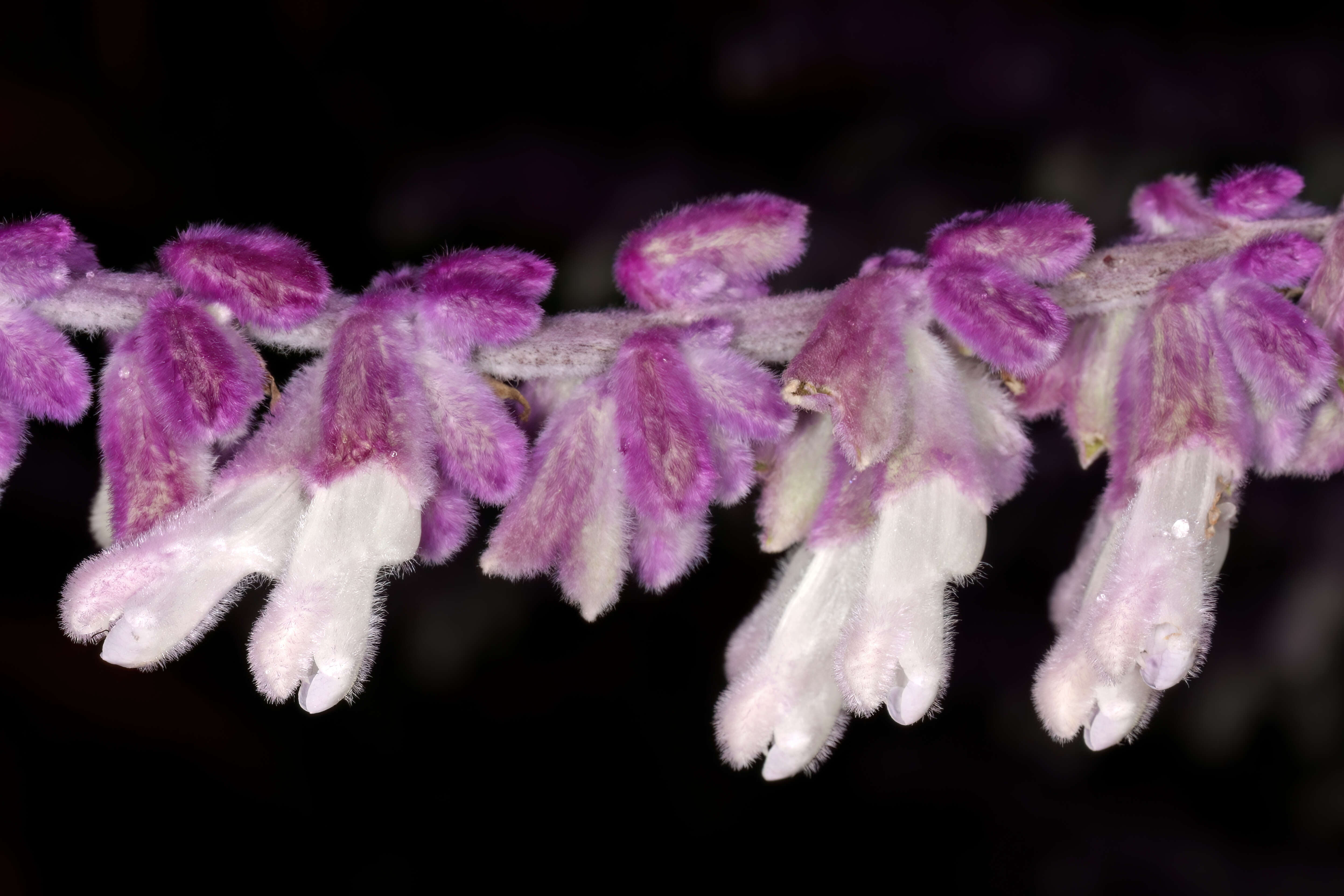 Sivun Salvia leucantha Cav. kuva