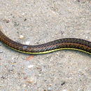 Psammophis sibilans (Linnaeus 1758) resmi