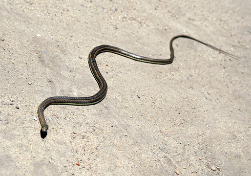 Image of African Beauty Snake