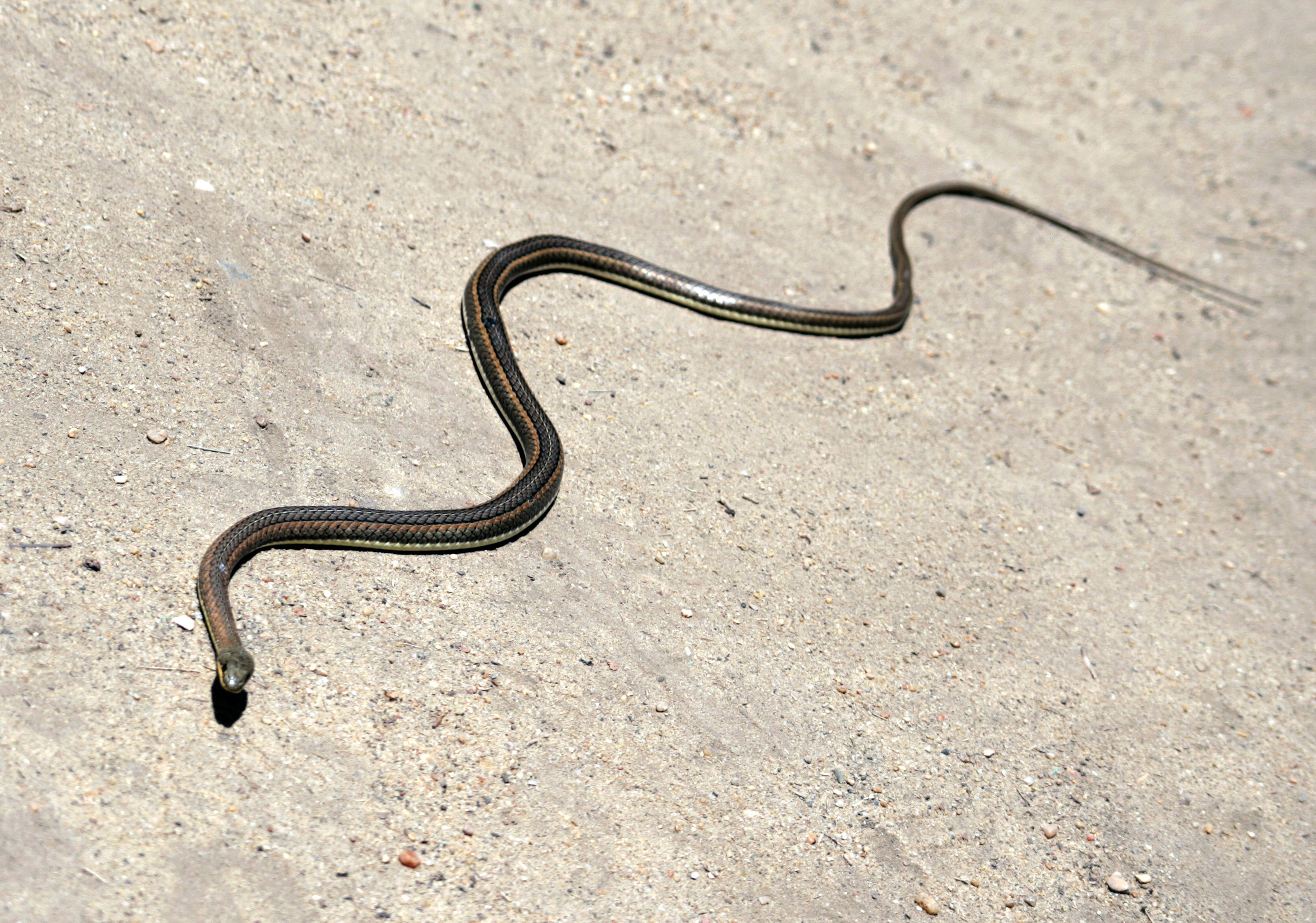 Image of African Beauty Snake