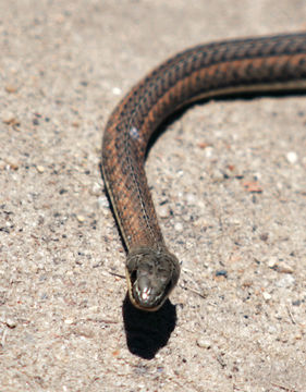 Image of African Beauty Snake