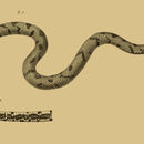 Image of Hoogstraal's Cat Snake
