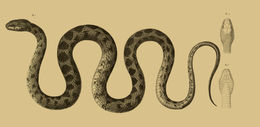 Image of Coin-marked Snake