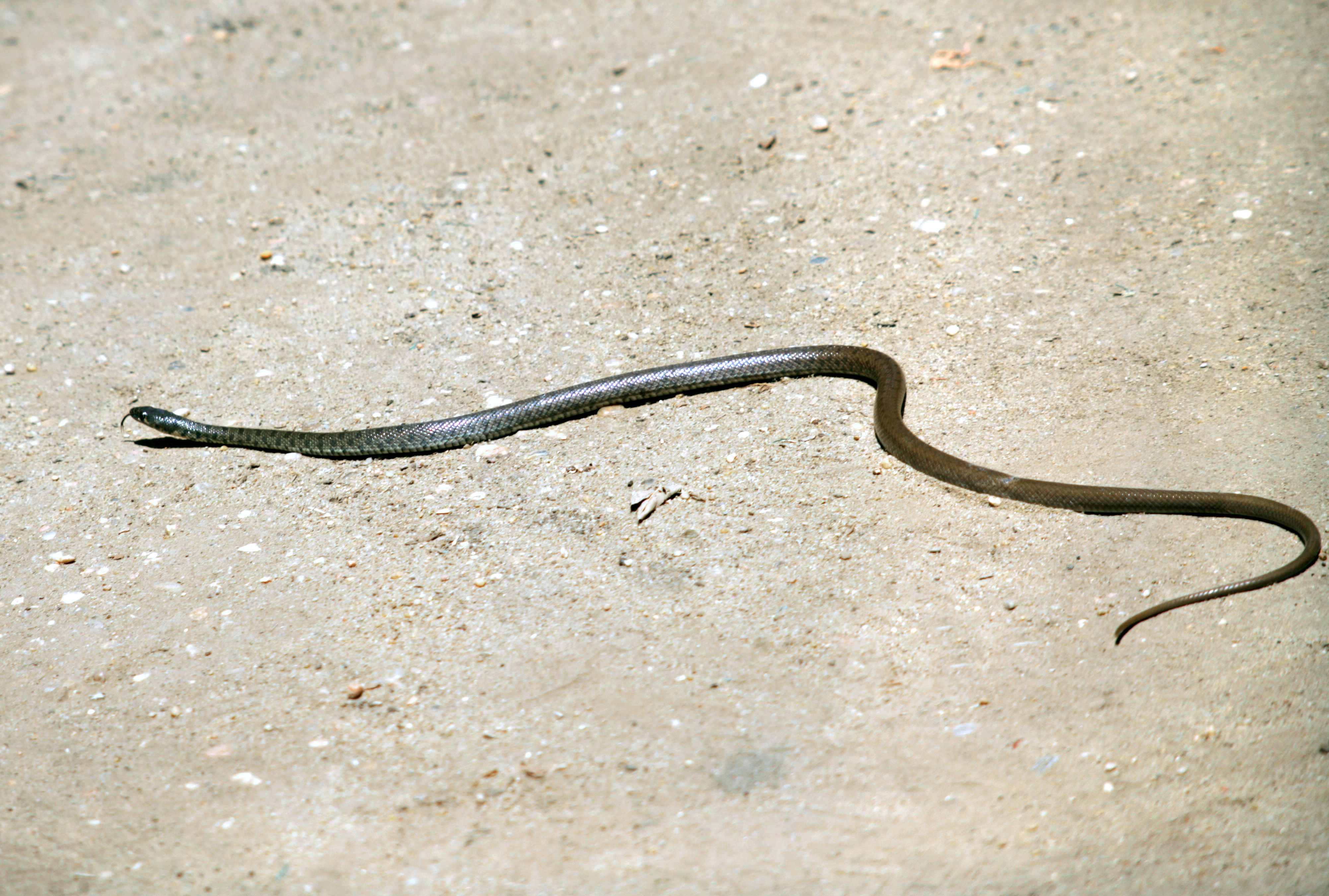 Image of Flowered Racer