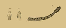 Platyceps florulentus (Geoffroy de St-Hilaire 1827) resmi