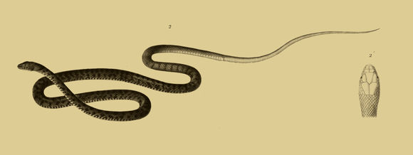 Platyceps florulentus (Geoffroy de St-Hilaire 1827) resmi