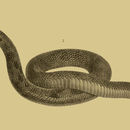 Image of Horned Viper