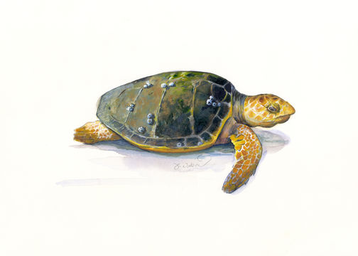 Image of Caretta