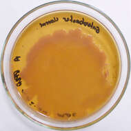 Image of Enterobacter cloacae
