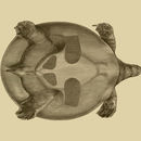 Image of African Softshell Turtle