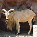 Image of Aoudad