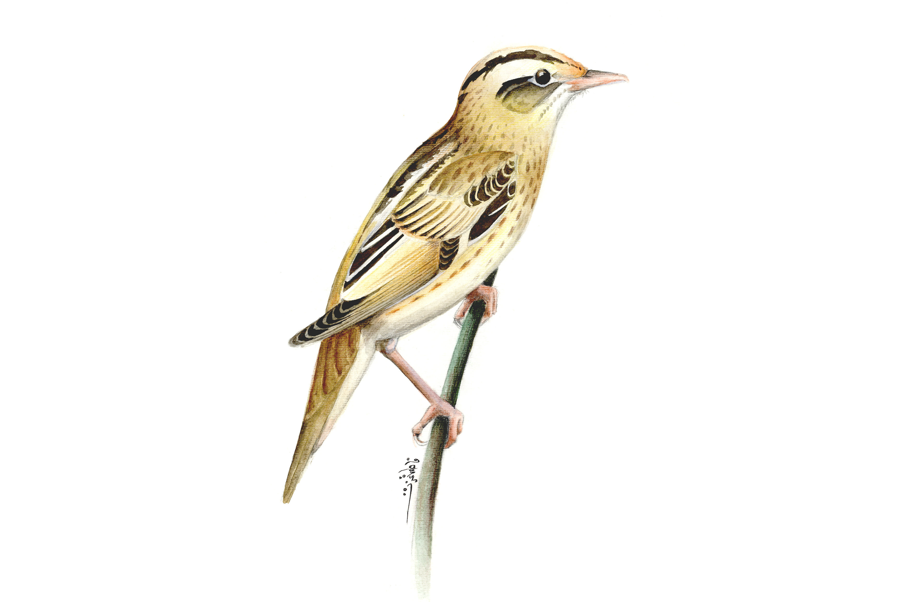 Image of Aquatic Warbler