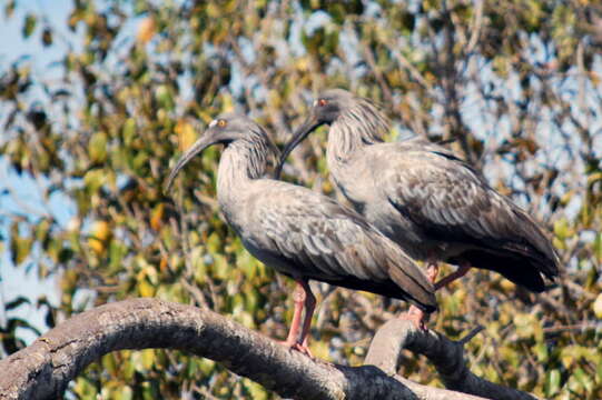 Image of Plumbeous Ibis