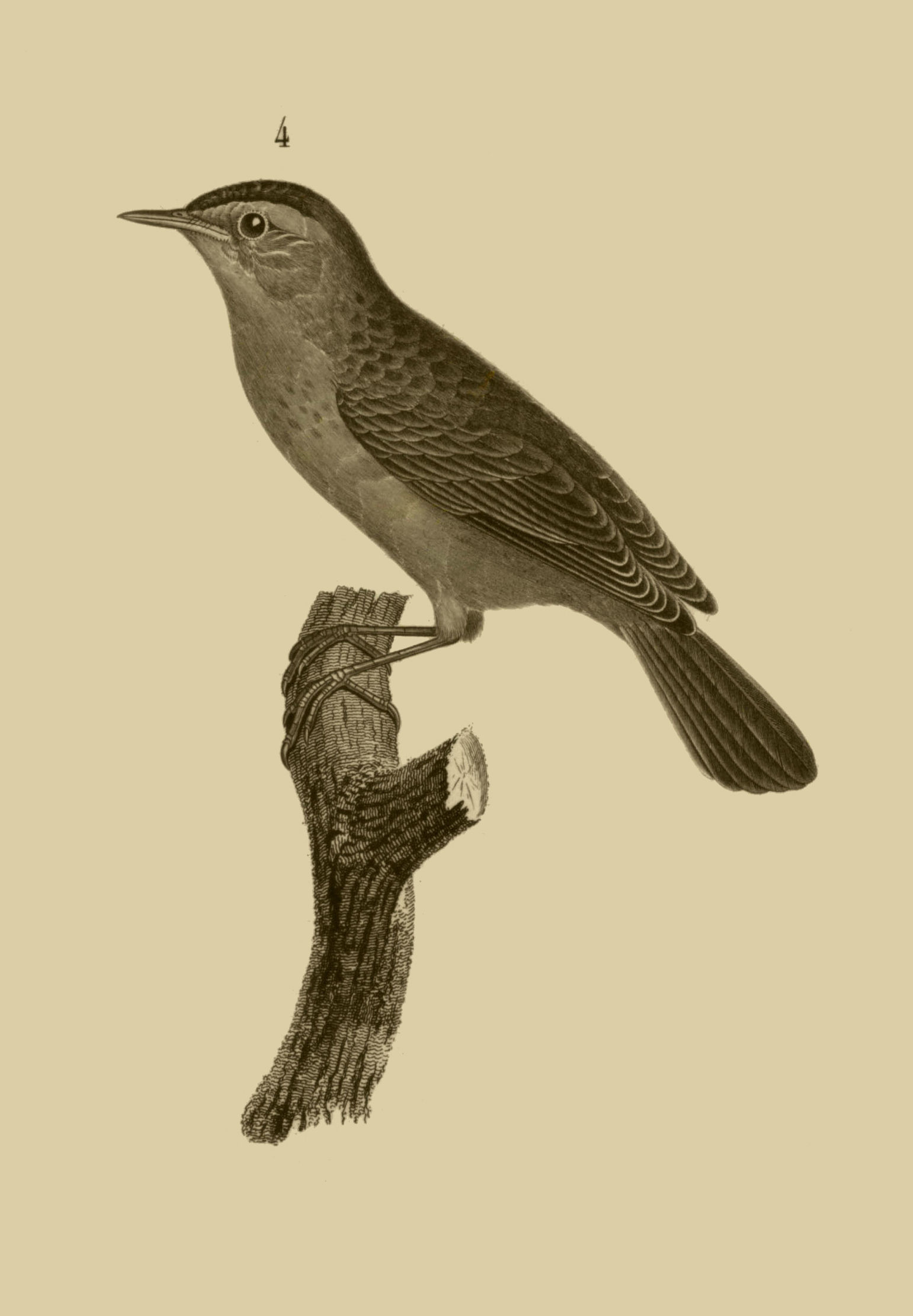 Image of Acrocephalus Naumann, JA, Naumann & JF 1811