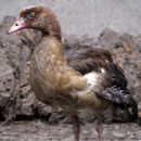 Image of African Sheldgoose