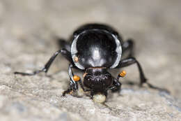 Image of Nicrophorus (Nicrophorus) concolor (Kraatz 1877)