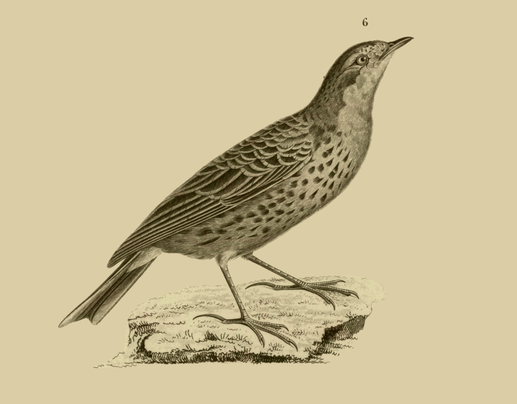 Image of Anthus Bechstein 1805