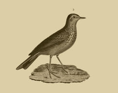 Image de Anthus Bechstein 1805