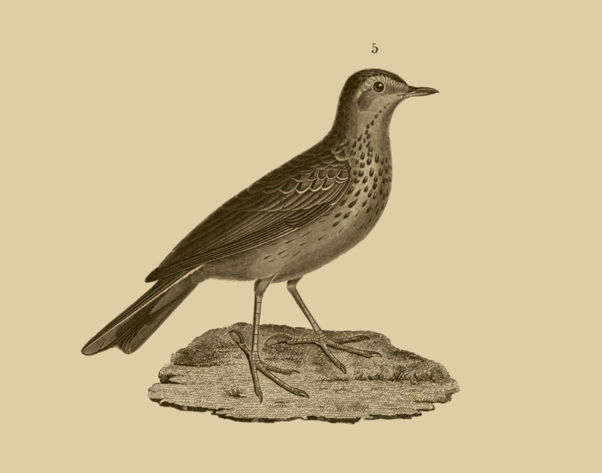 Image of Anthus Bechstein 1805