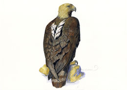 Image of Asian Imperial Eagle