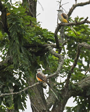 Image of Scissor-tailed Flycatcher