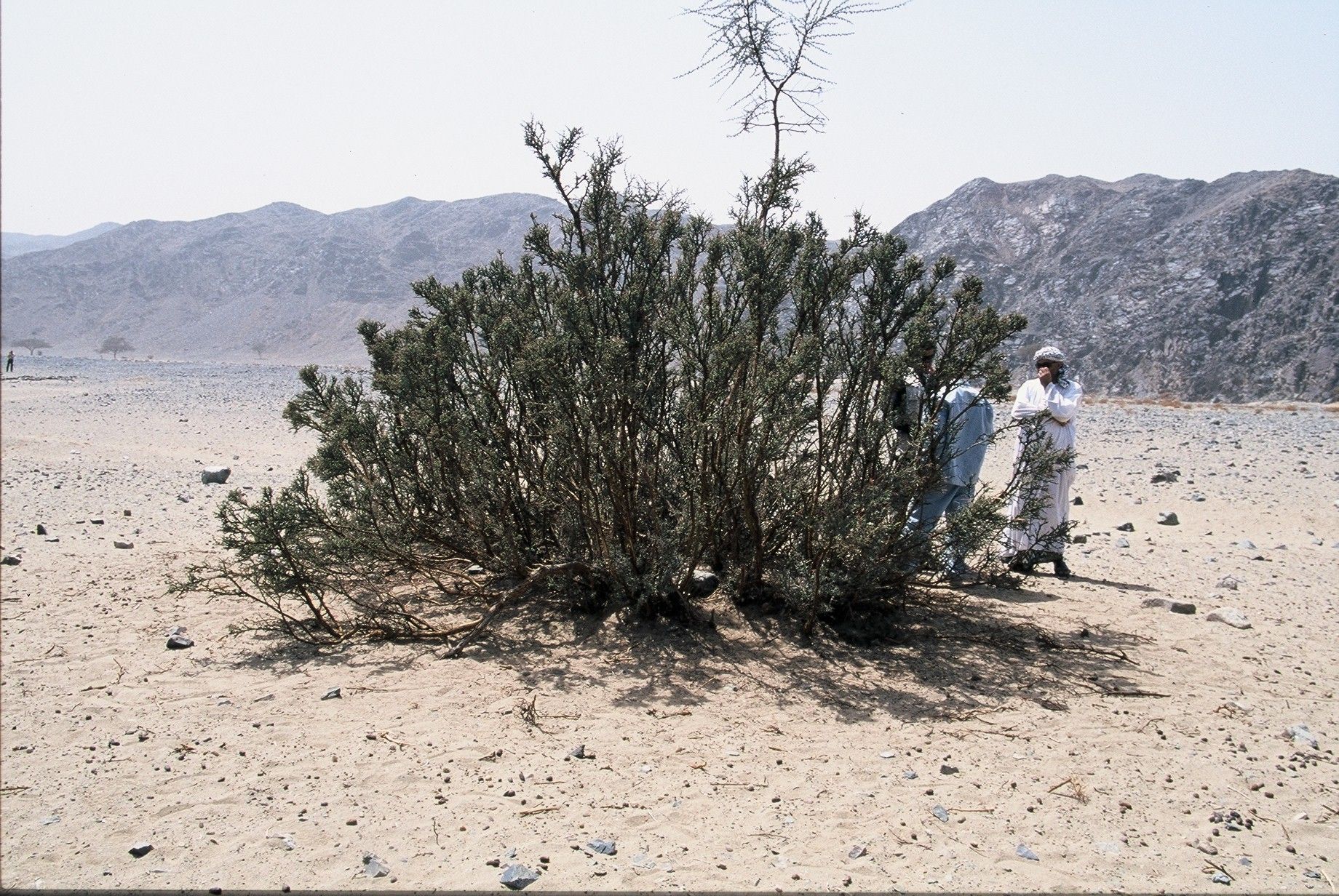 Image of Desert acacia