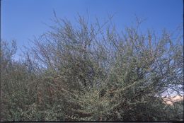 Image of Desert acacia