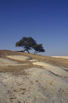 Image of <i>Acacia nilotica</i> (L.) Delile