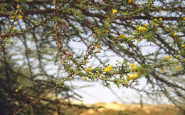 Image of <i>Acacia tortilis</i>
