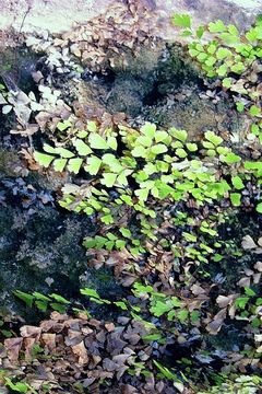 Слика од Adiantum capillus-veneris L.