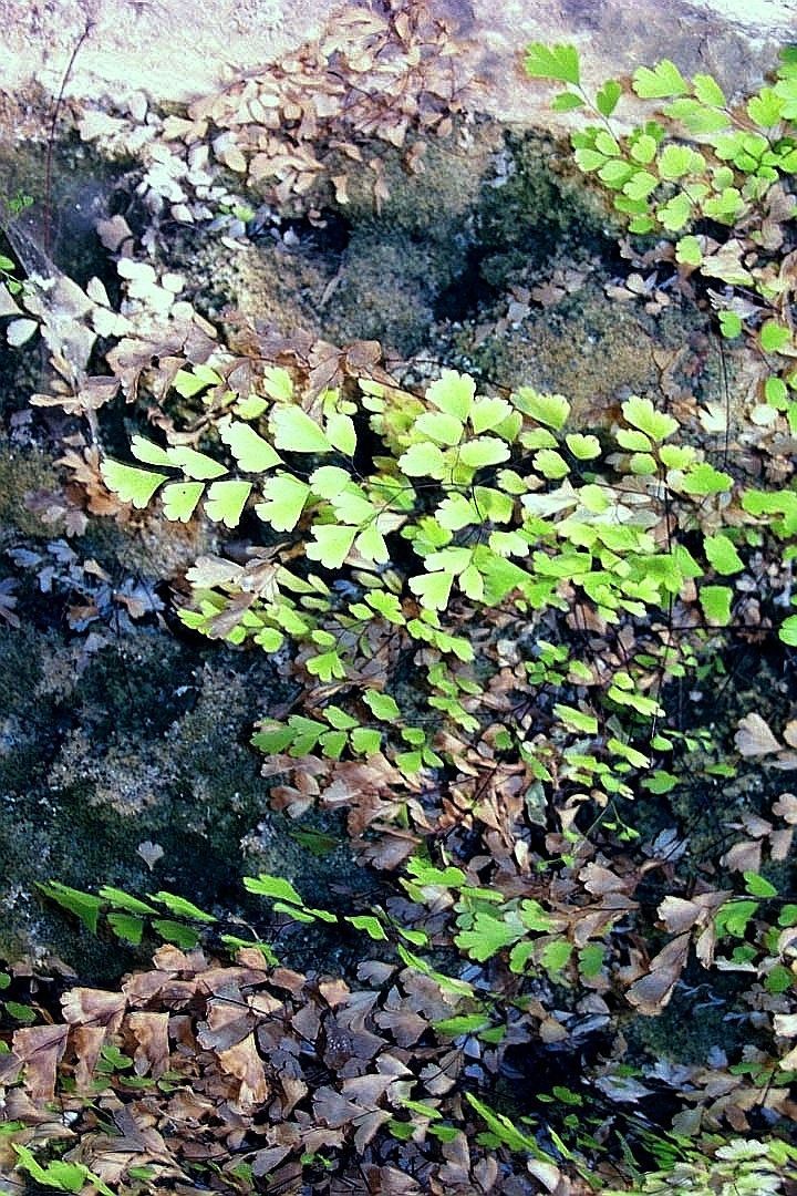 Слика од Adiantum capillus-veneris L.