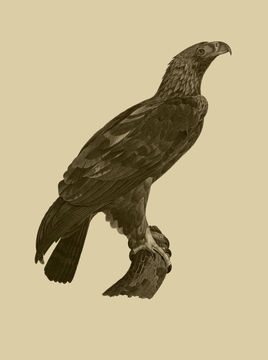 Image of Asian Imperial Eagle