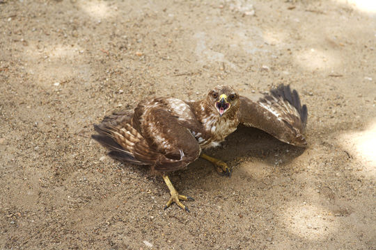 Imagem de Buteo buteo (Linnaeus 1758)