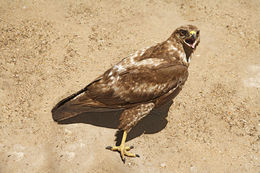 Image of Common Buzzard