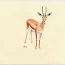 Image of Dorcas gazelle