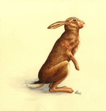 Image of Abyssinian Hare