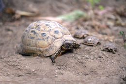 Image of Egyptian Tortoise