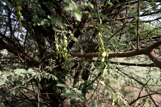 Image of <i>Acacia nilotica</i> (L.) Delile