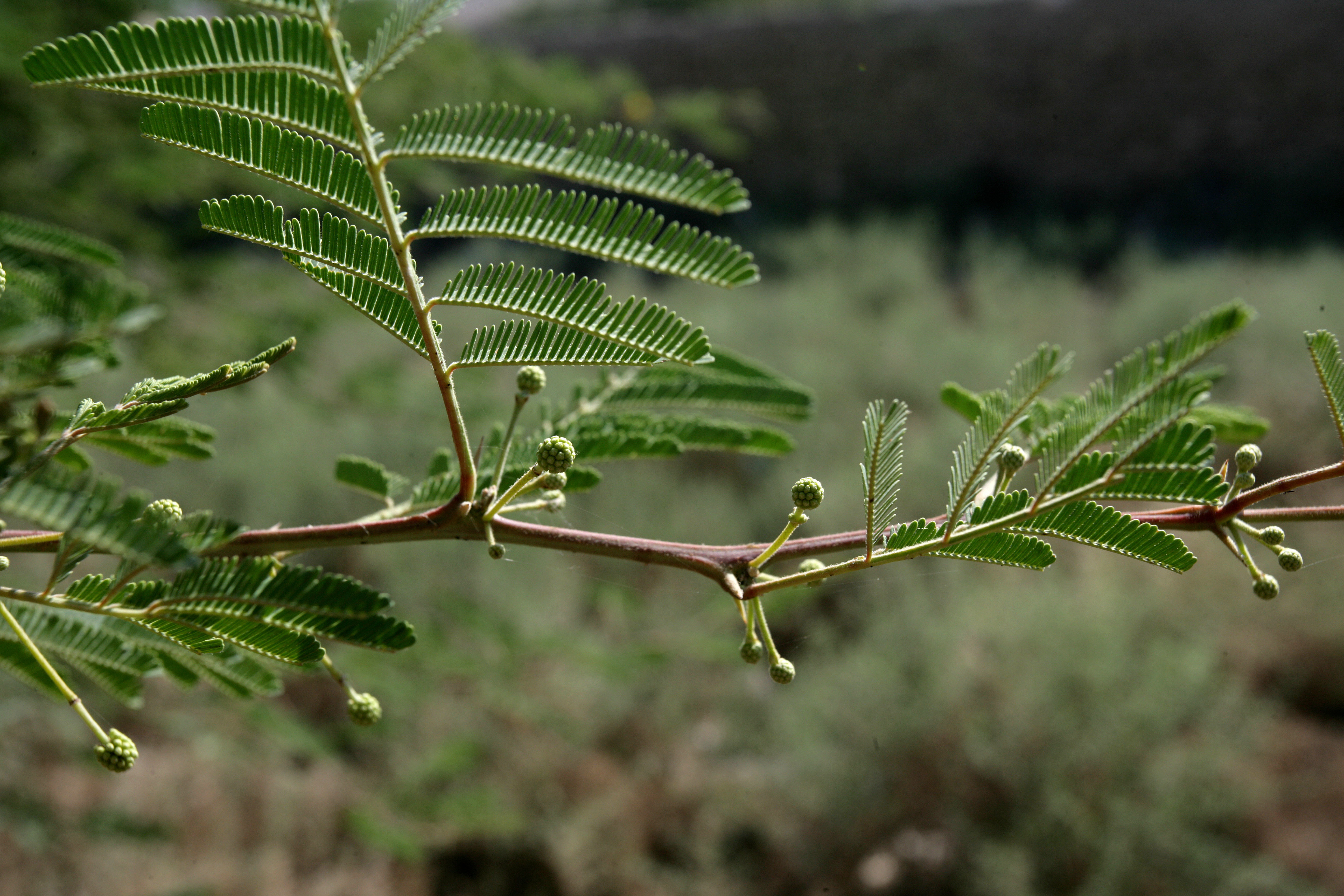 Image of <i>Acacia nilotica</i> (L.) Delile