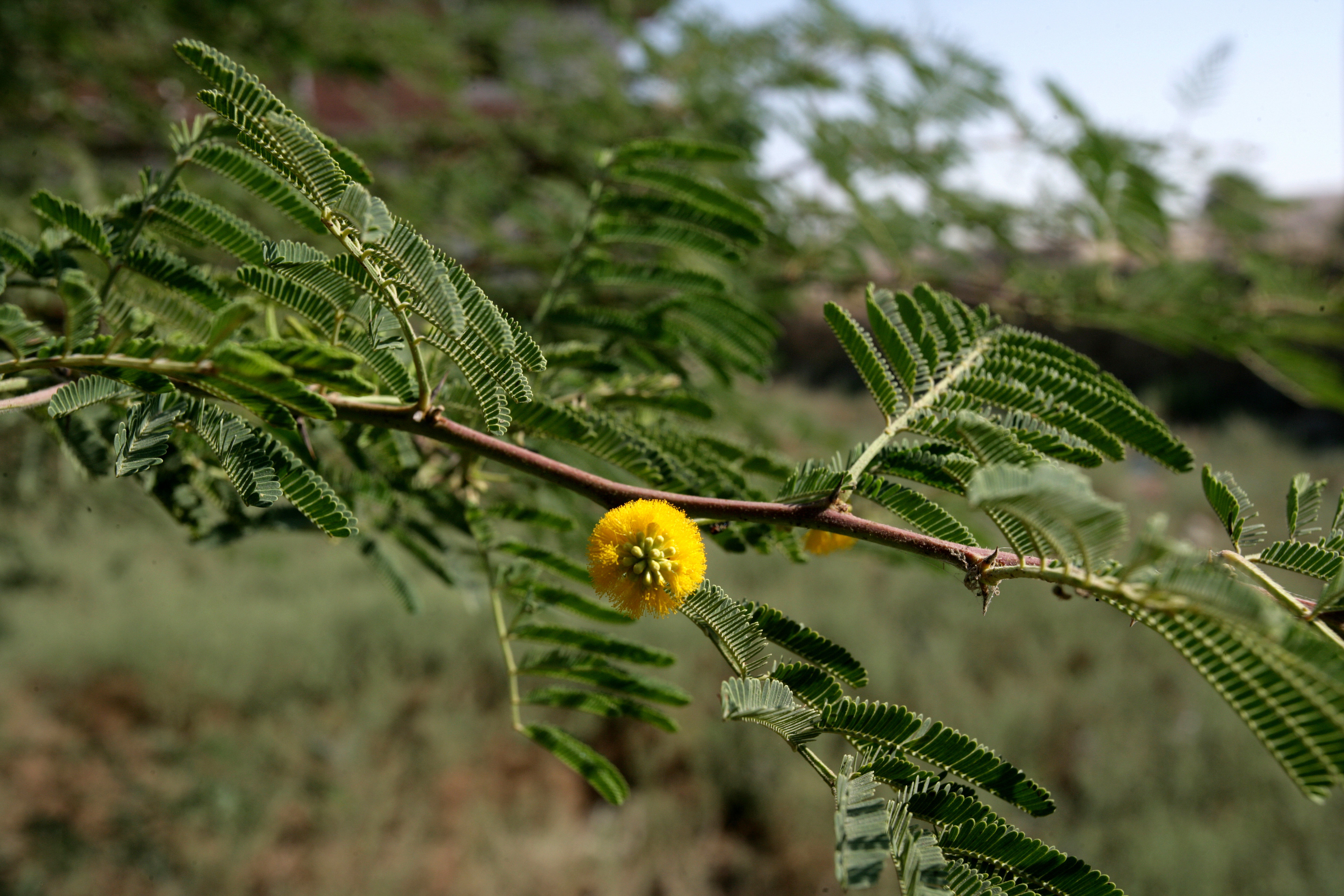 Image of <i>Acacia nilotica</i> (L.) Delile