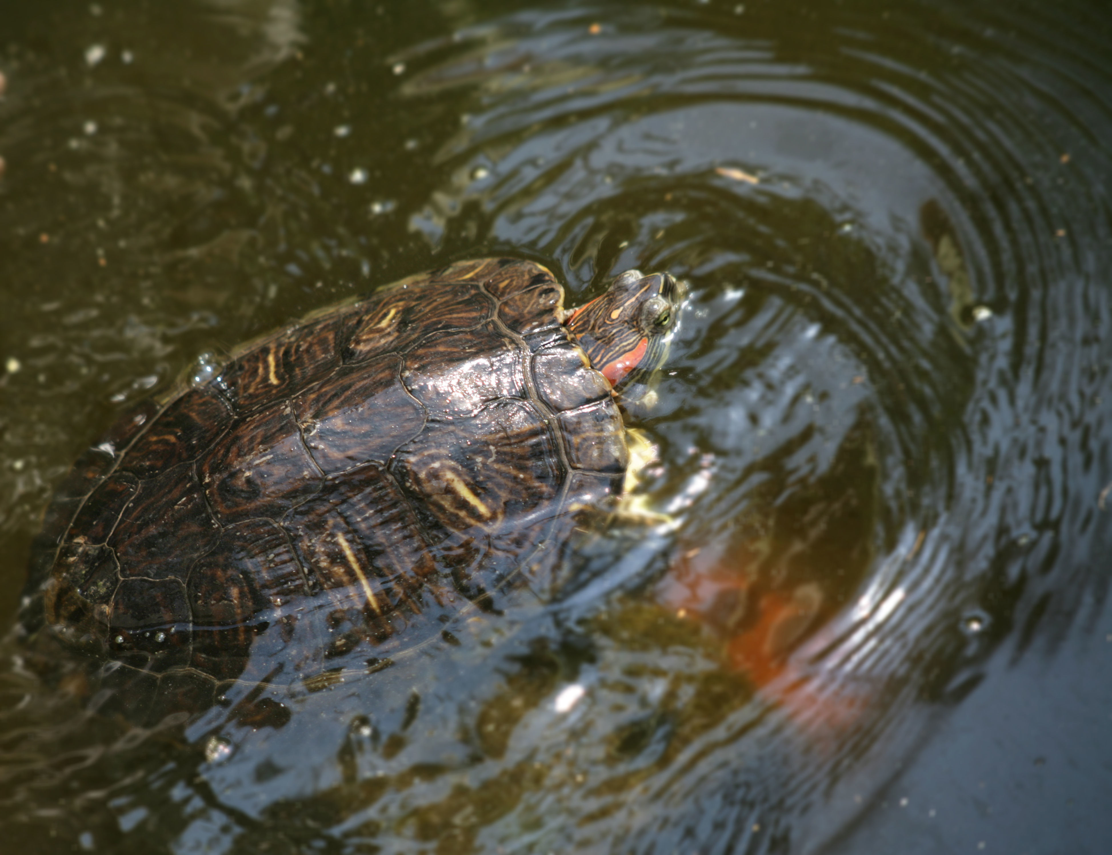 Imagem de <i>Trachemys scripta</i> Iverson 1986