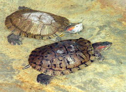 Imagem de <i>Trachemys scripta</i> Iverson 1986